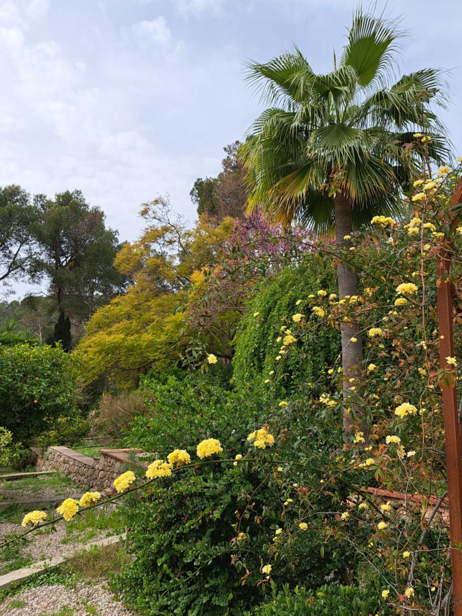 Casa De Las Vistas ปัลมาเดมายอร์กา ภายนอก รูปภาพ